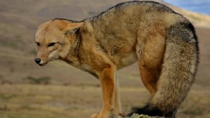 El guardafauna de las imágenes asombrosas en el norte neuquino