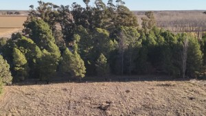 La misteriosa desaparición de Alberto Hollmann en Viedma: pasaron dos semanas sin pistas