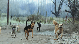 Sigue en terapia la joven trabajadora atacada por una jauría de perros en una chacra de Allen