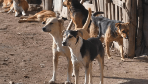 Jauría de 13 perros atacó a una joven en Allen: está en estado grave