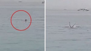 Escalofriante ataque de un tiburón a un joven ruso, que murió por las heridas