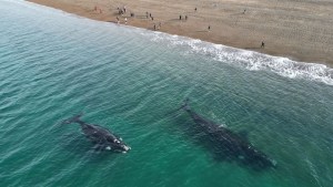 Vacaciones de invierno en Puerto Madryn: la playa para ver a las ballenas y mil maravillas más