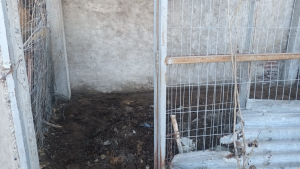 Perros muertos en Roca: «Fue horroroso y cruel», dijo la abogada que estuvo en el allanamiento