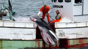 ¿Fin de una polémica tradición? Islandia suspendió la caza de ballenas para cumplir con una ley