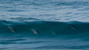 ¡Qué maravilla!: los delfines que «surfean» en Las Grutas