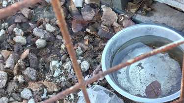 Video: macabro hallazgo, tenían perros dogos muertos en caniles en una chacra de Roca