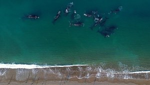 Puerto Madryn: 14 ballenas y 14 personas, la increíble imagen que recorre el mundo