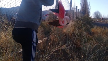 Vecinos de Plottier rescataron a un flamenco atrapado en un alambrado a causa del temporal