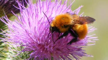 El mangangá. Es el abejorro nativo (Bombus dahlbomii) que habita en Patagonia y está amenazado por otras especies introducidas.
Crédito: Salvemos nuestro abejorro