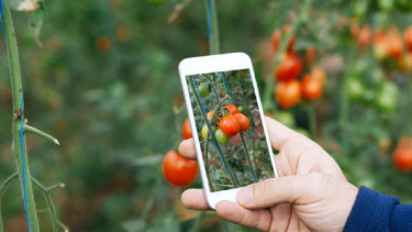El chatbot PILHUE es un sistema interactivo por mensajería instantánea. Puede anexar un calendario de huerta considerando variables de la región patagónica, como temperatura, lluvias, o suelos.