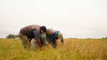 SARA: El programa de carbono que busca escalar la ganadería regenerativa en Sudamérica. 