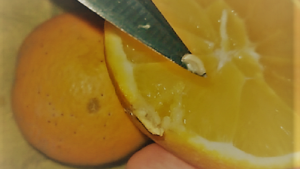 Video: Encontraron larvas en naranjas que viajaban desde Rosario hacia Cipolletti