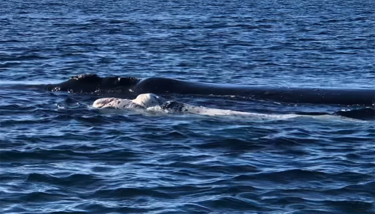 La ballena y su bebé a unos 150 metros de la costa de Chubut. Captura de video @raulsstt.