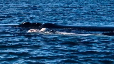 La ballena y su bebé a unos 150 metros de la costa de Chubut. Captura de video @raulsstt.