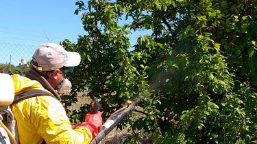 Los trabajadores de Funbapa recorren patios y jardines de Cinco Saltos y fumigan donde hay frutales que actúan como hospedantes para la plaga. (Foto: Gentileza Funbapa)