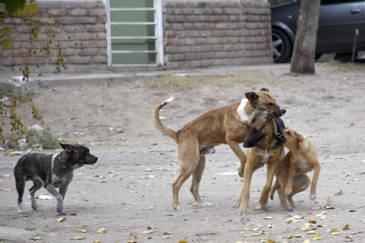 Los perros callejeros y sueltos siguen siendo un problema (Foto: Mati Subat archivo)