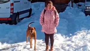 Pampero, el perro que espera 8 hs en la nieve de Caviahue que salga de trabajar la mujer que lo adoptó
