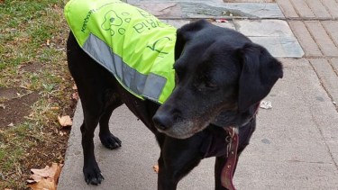 Avanza al lado de los policías, a su ritmo y si cruza con los turistas que pasean por el centro cuida que todo esté bien.