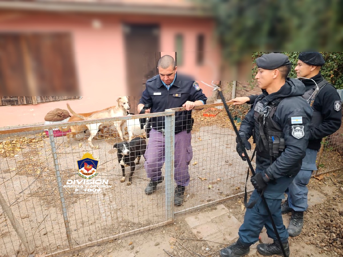 Maltrato animal en Neuquén: rescatan 15 gatos y perros que estaban en mal estado en una casa 