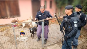 Maltrato animal en Neuquén: rescatan 15 gatos y perros que estaban en mal estado en una casa