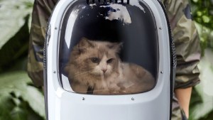 ¿Conocés la mochila “nave espacial” para gatitos? Ventajas y desventajas