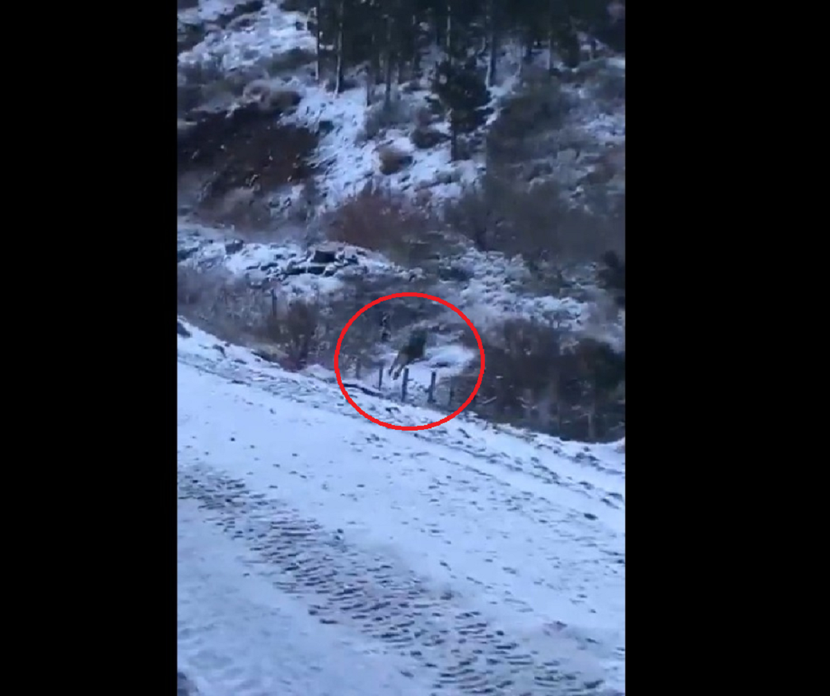 Filman a un puma entre la nieve del norte de Neuquén: "Mirá como va, después dicen que no hay"  