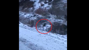 VIDEO: gran sorpresa al cruzar a un puma en medio de la nieve del norte neuquino: «Mirá como va, después dicen que no hay»