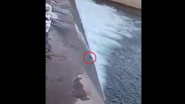 Video: El drama de las truchas del Nahueve que luchan contra «una pared de cemento»