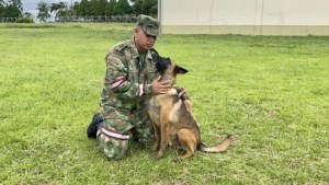 Más de 70 militares buscan a Wilson, el perro que ayudó a rescatar a los niños perdidos en Colombia