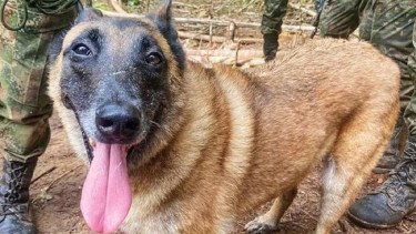 Wilson, el valiente perro que se extravió en la selva durante el rescate de los niños. Foto Archivo.