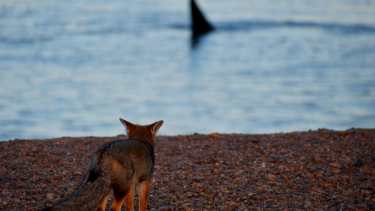 Video| Puerto Madryn mágica: zorritos, la ballena con su cría y lobos en una increíble tarde de playa