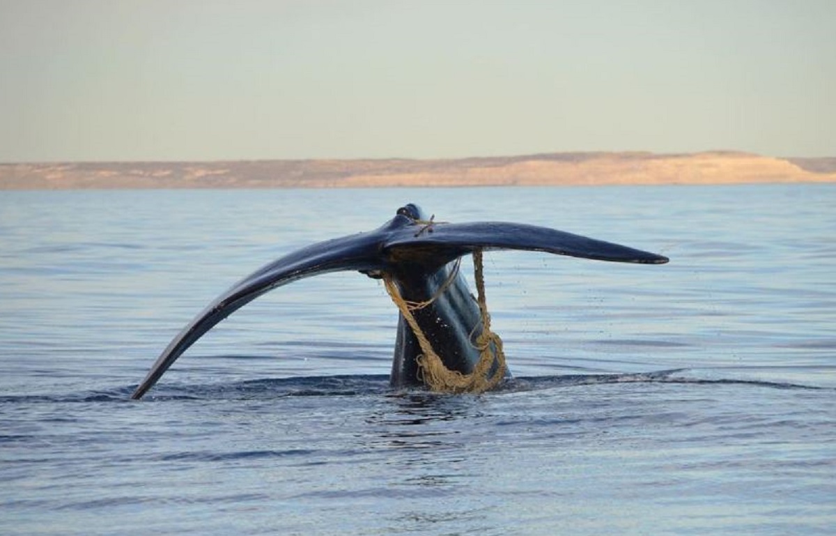 El ejemplar de ballena franca austral fue divisado en la zona conocida como "Punta Pirámides", al sur de Península Valdés. Foto @misticetofotografia.