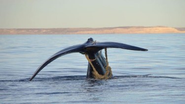 El ejemplar de ballena franca austral fue divisado en la zona conocida como "Punta Pirámides", al sur de Península Valdés. Foto @misticetofotografia.