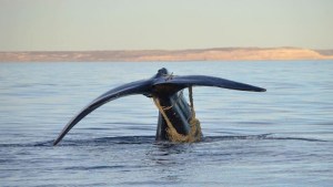 Búsqueda desesperada de una ballena enmallada en Península Valdés: «¡Las pesqueras otra vez!»