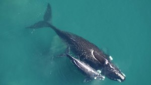 Ballenas y delfines sufren la amenaza del cambio climático y la caza, afirman proteccionistas