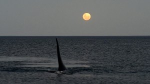 Puerto Madryn: se hicieron amigos fotografiando ballenas y sus postales son tan lindas como su amistad