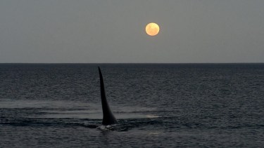 Puerto Madryn: se hicieron amigos fotografiando ballenas y sus postales son tan lindas como su amistad