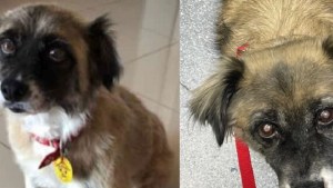 Buscan a Chiska, la perra cordobesa que se perdió en Cipolletti: su dueña ofrece recompensa