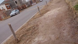 Vecinos denuncian tala de árboles en un barrio de Cipolletti: «Esto es falta de conciencia»