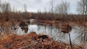 Fernández Oro recuperó 48 hectáreas sobre la costa del Río Negro: qué dijo el intendente