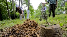 Imagen de Forestación y cambio climático