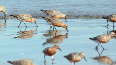 Así son los playeros rojizos, las aves migratorias que llegan a San Antonio a fines de marzo. Foto Archivo.