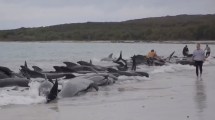 Imagen de 51 ballenas piloto murieron tras quedar varadas en una playa del oeste de Australia