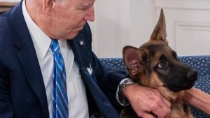 Escándalo con el perro de Joe Biden: habría atacado al menos a 10 empleados en Washington