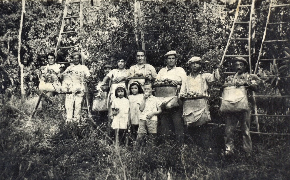 Recuerdo de los tiempos de cosecha en Centenario, en 1964 - Foto: Archivo Patrimonio Histórico.