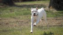 Imagen de Dogo Argentino: historia, comportamiento y cuidados de la raza