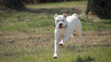 El animal causó graves heridas y cortes en el rostro del menor. Foto: Archivo. 