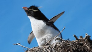 Cómo los pingüinos más excéntricos son afectados por el cambio climático