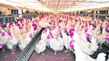 ¿Cuál es la prueba de que los humanos remodelaron el planeta? Los pollos