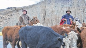 El último criancero hacia la invernada en medio de la lluvia y el frío del norte de Neuquén